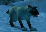 Siamese