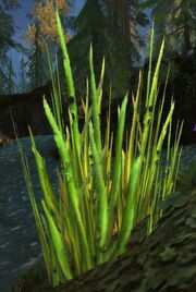 Blackroot