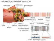 Figura 1.jpg
