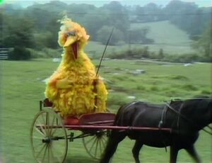 Bigbirdtheme