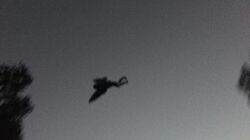 Mothman