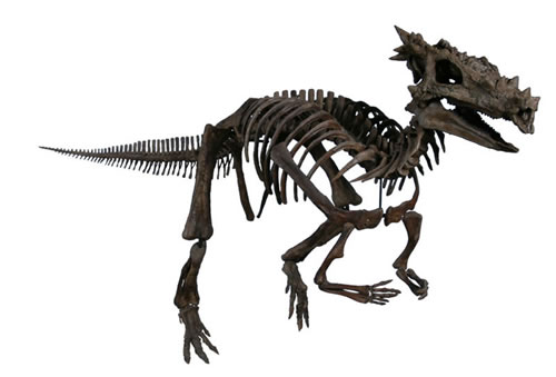 pachycephalosaurus skeleton