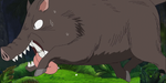 Wild Boar