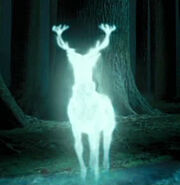 Harry's Patronus