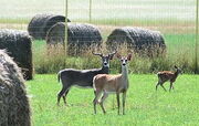 A deer family