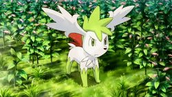 P11 Shaymin en el jardin Gracídea