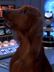 Beverly Hund