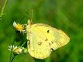 Real yellow butterfly