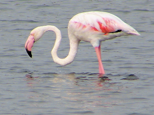 flamingo animal