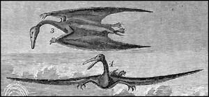 Ornithochirus umbrosus