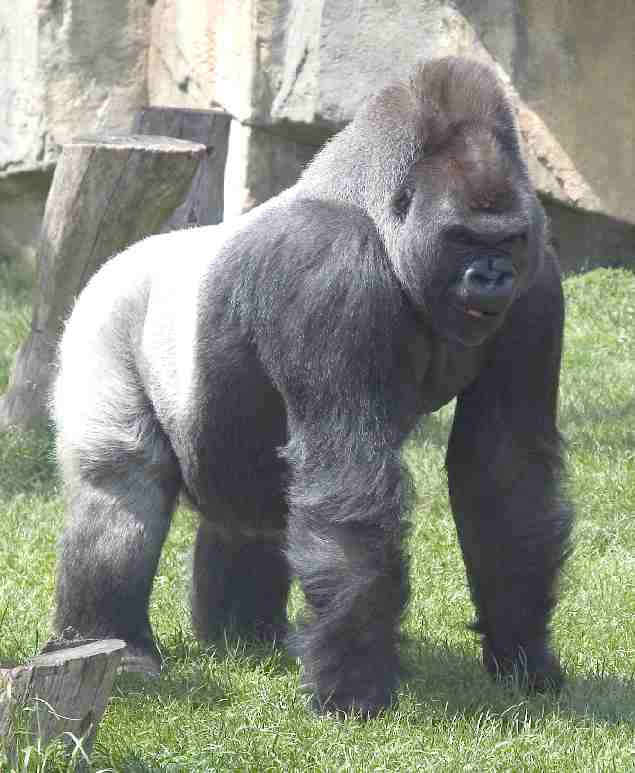 grizzly vs silverback strength grizzly vs silverback strength