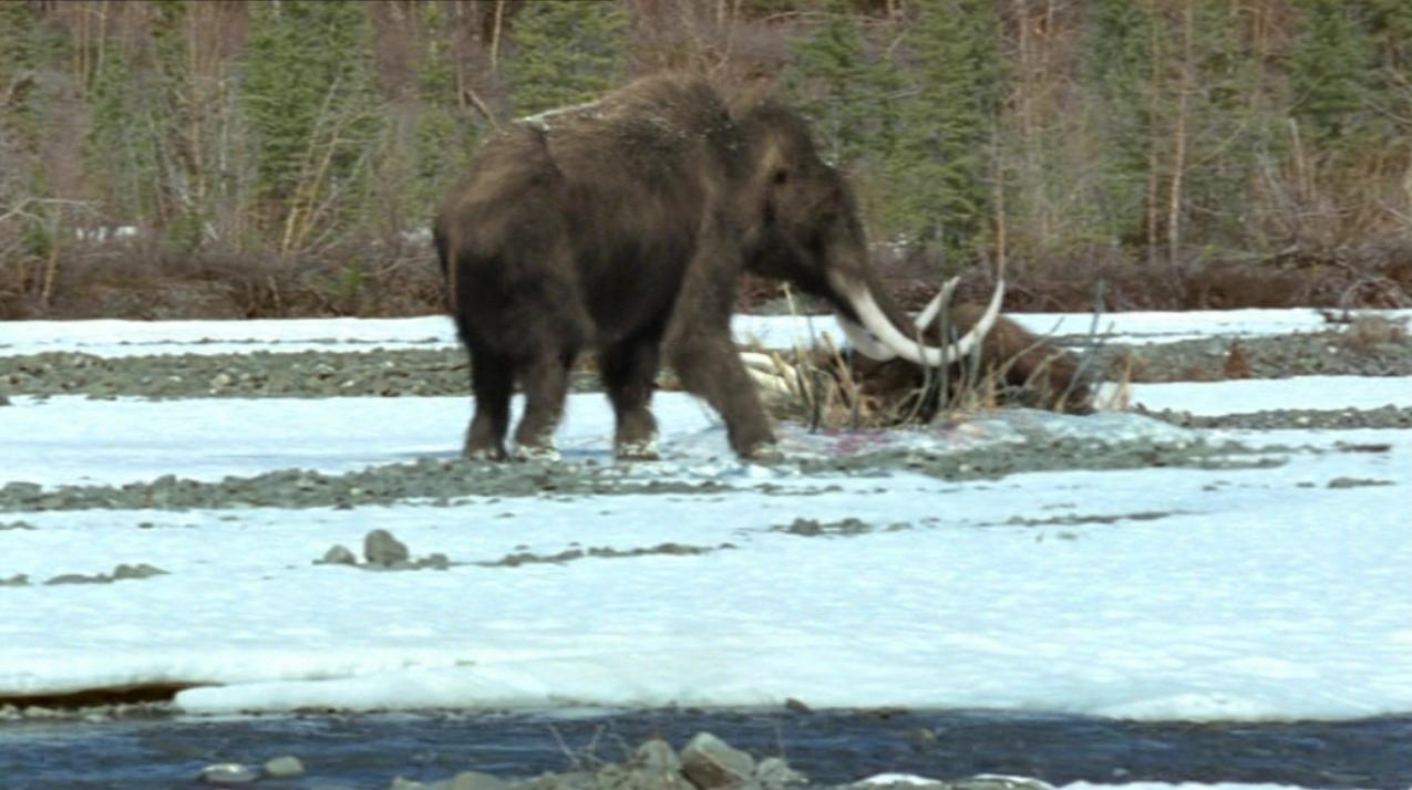 Woolly Mammoth Prehistoric Park Wiki 8408