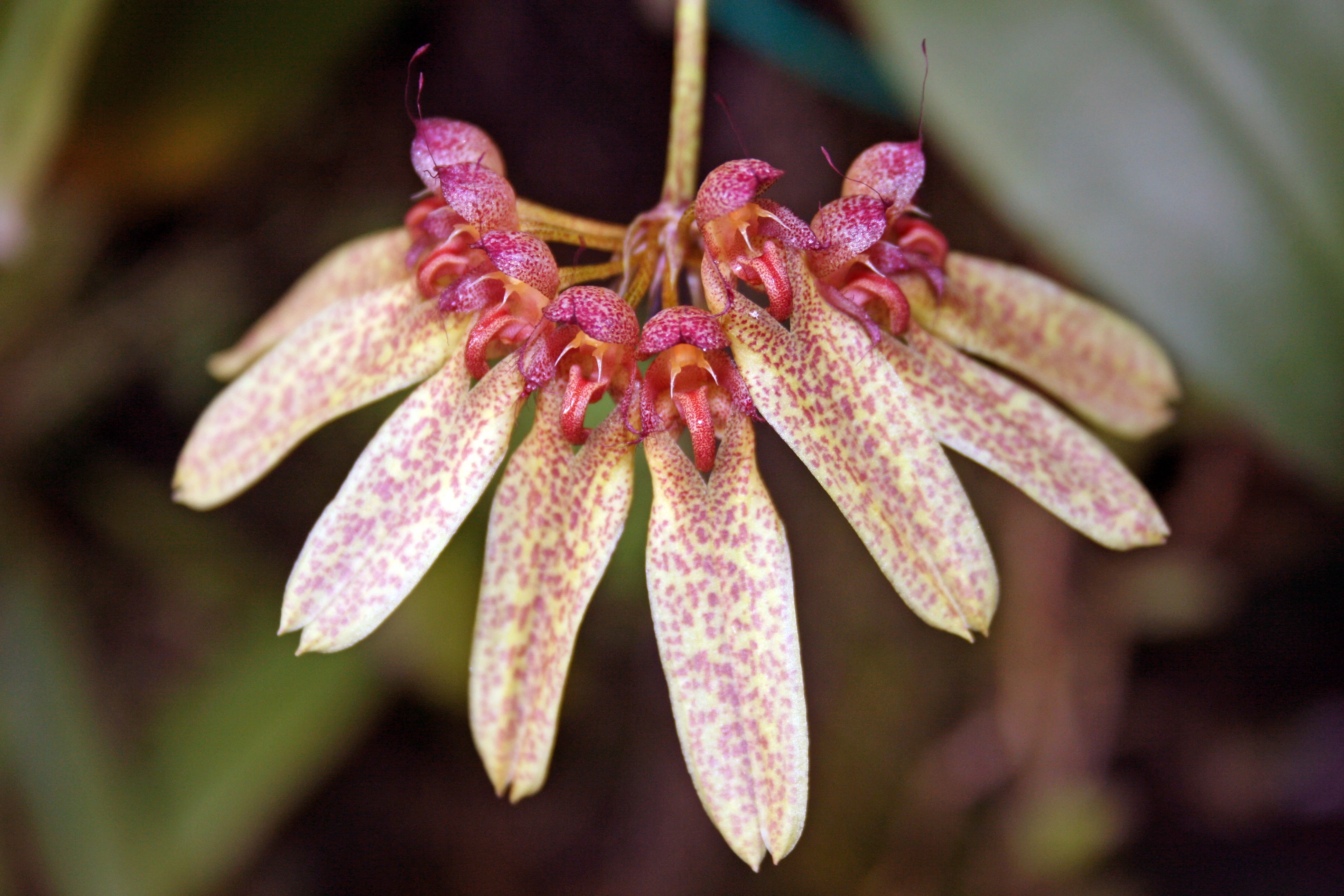 Image Bulbophyllum longiflorum e.jpg Orchids Wiki