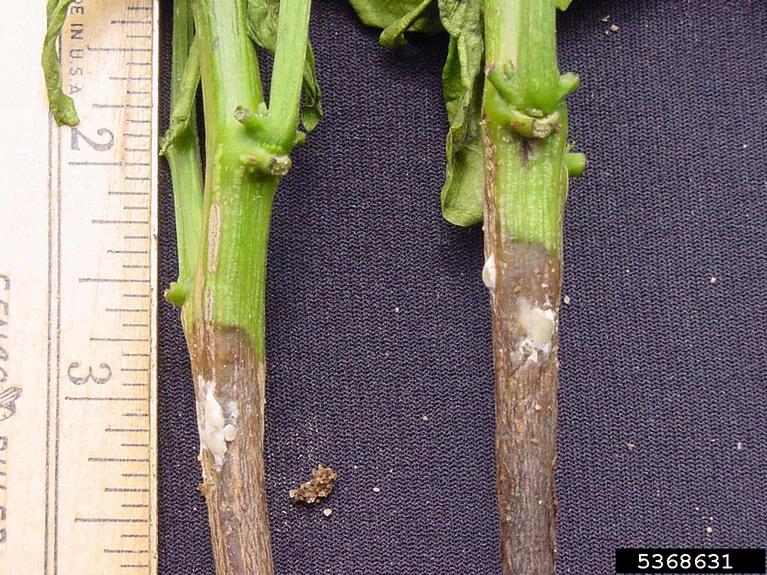 Image Sweet Pepper Sclerotinia Rot Sclerotinia Sclerotiorum