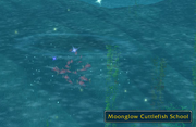 Moonglow cuttlefish school