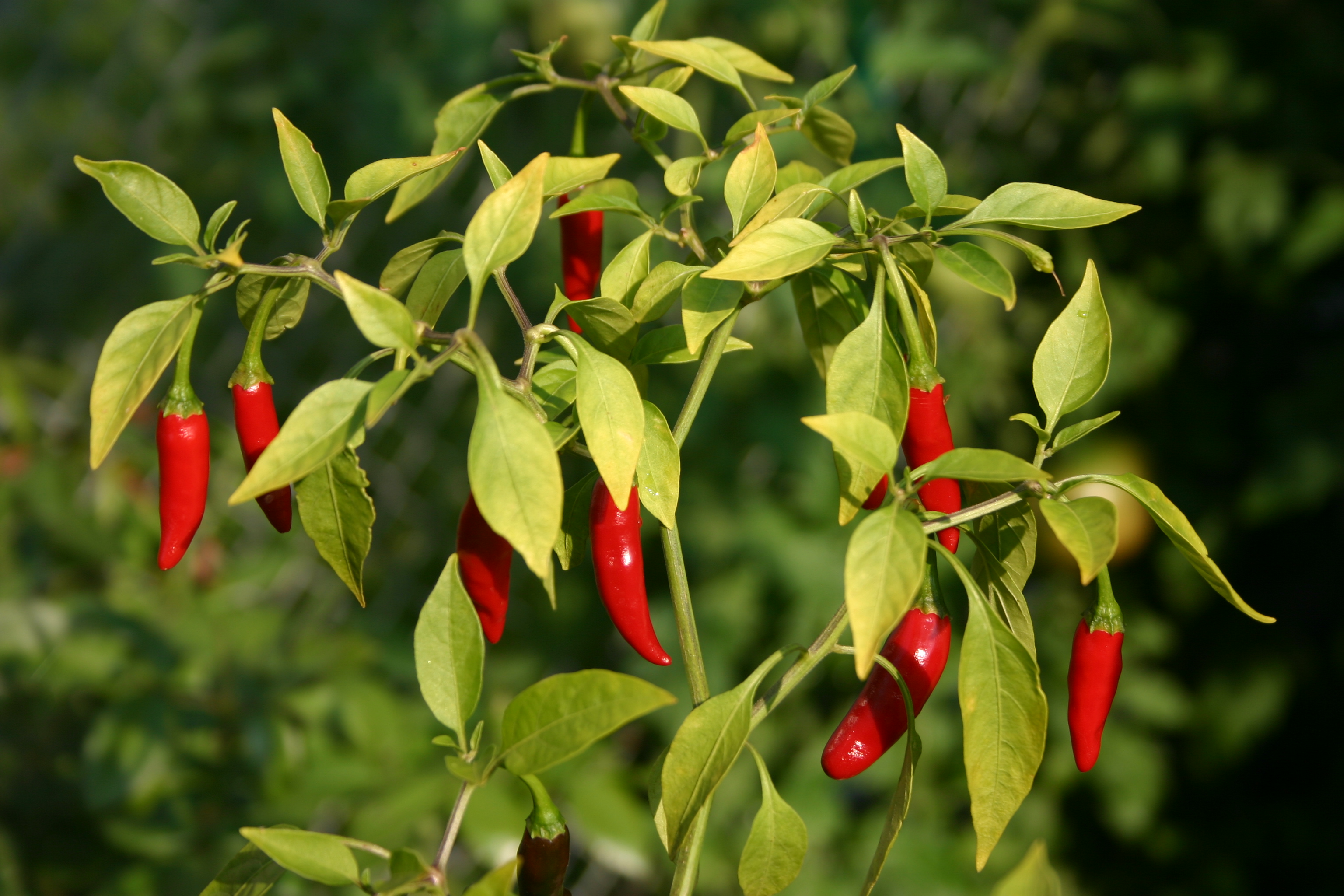 capsicum-frutescens-bird-s-eye-chilli-wikigardener-the-gardening