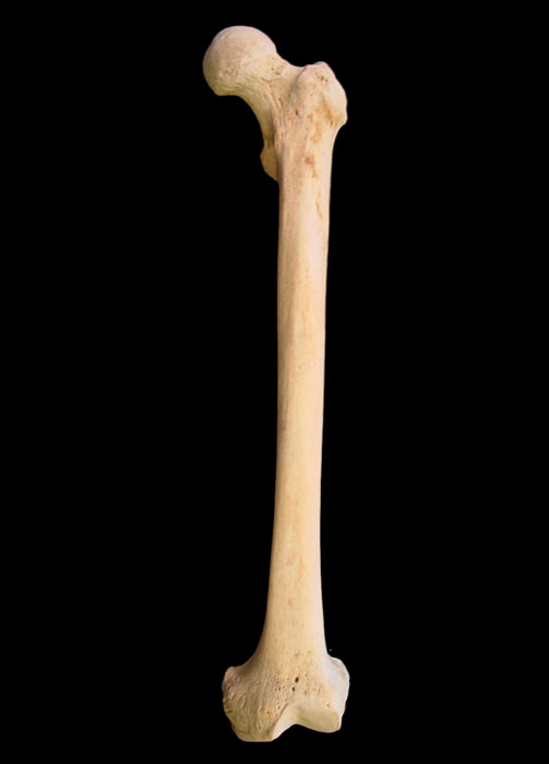 Bone - The 39 Clues Wiki