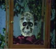 Judah skull