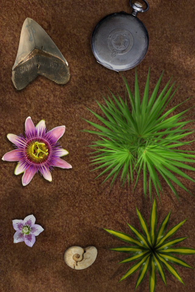 Scenery Pocket Frogs Wiki