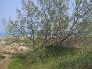 Tamarix gallica2