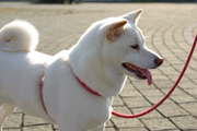 Cream shiba inu