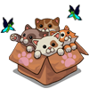 Box_of_Kitten-icon.png