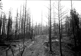 Slender forest.jpg (171 KB) Slender forest