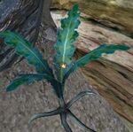 Nirnrootoblivion