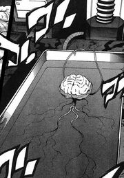 Brain