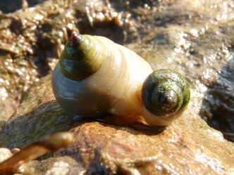 Dog Whelk