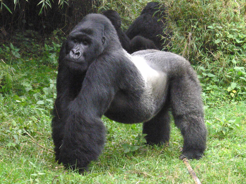 Mountain_silverback_gorillas_(1).jpg