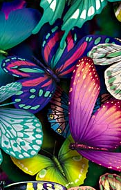 Butterflies 2