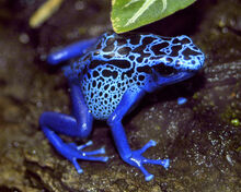 Azureus
