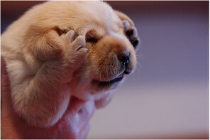 Headache