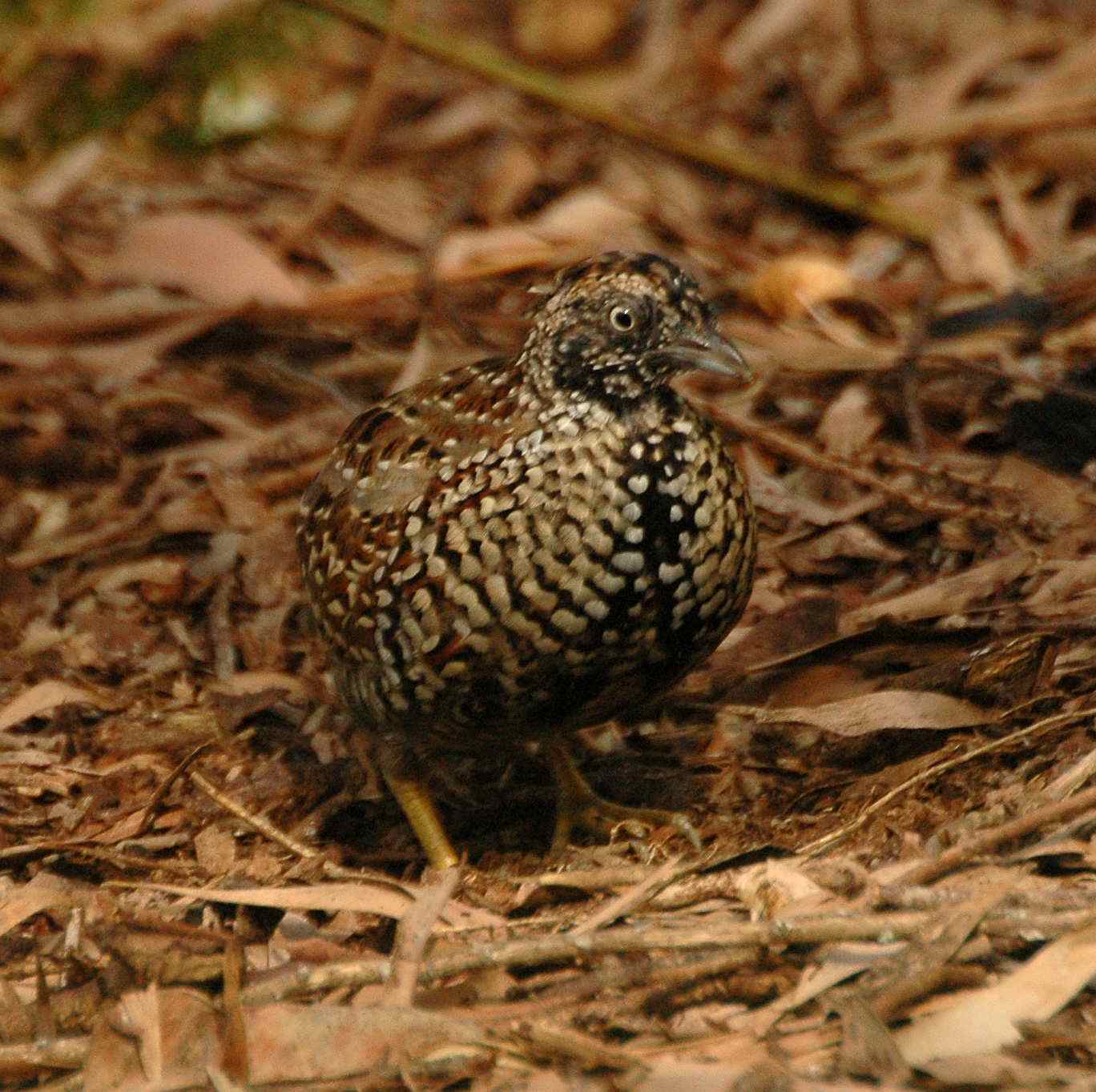 Buttonquail - All Birds Wiki