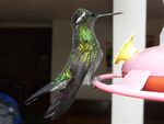 Lampornis calolaemus-4