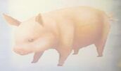Frienditem-Piglet