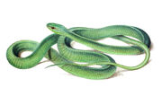Dispholidus typus1