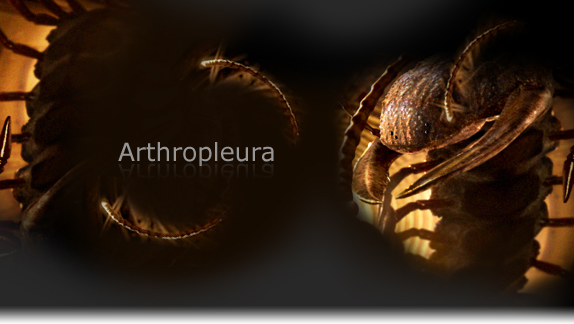 Arthropleura - Primeval Wiki