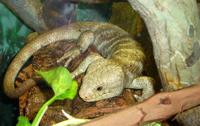 Prehensiletailedskink