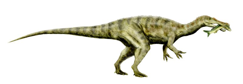 baryonyx bones