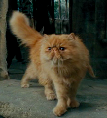 Crookshanks