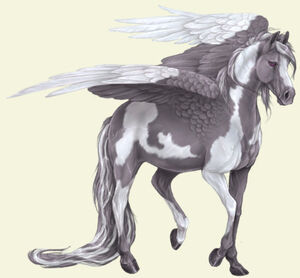 Pinto Pegasi
