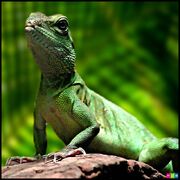 Lizard display