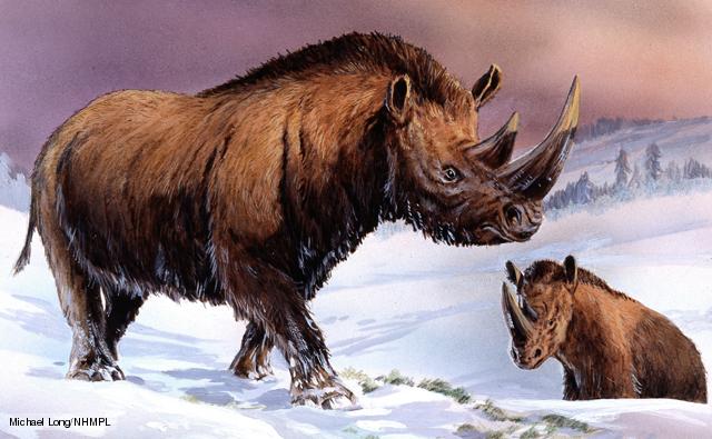 Woolly rhinoceros 1