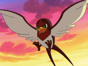 Ash Taillow