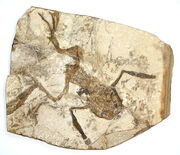 Frog fossil