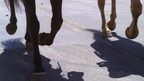 HorseLegs