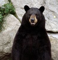 330px-Oso.jpg