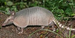 370px-Armadillo2.jpg